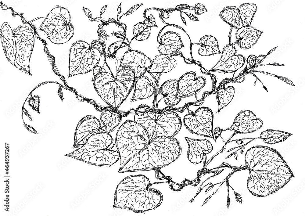 Hand drawing of Heart leaves shape and vine with black ink,