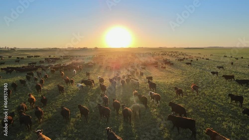 Angus cattle herd moving over lush fields of the Pampas, Argentina photo
