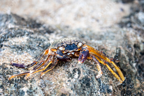 sand crab on the bbeach © ACpics