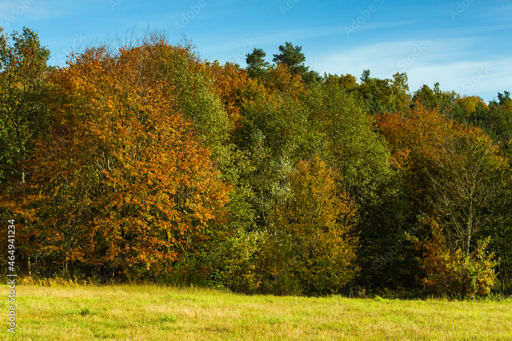 Fototapeta premium Landscape - the edge of the forest. A forest with a predominance of deciduous trees, a multi-colored palette,