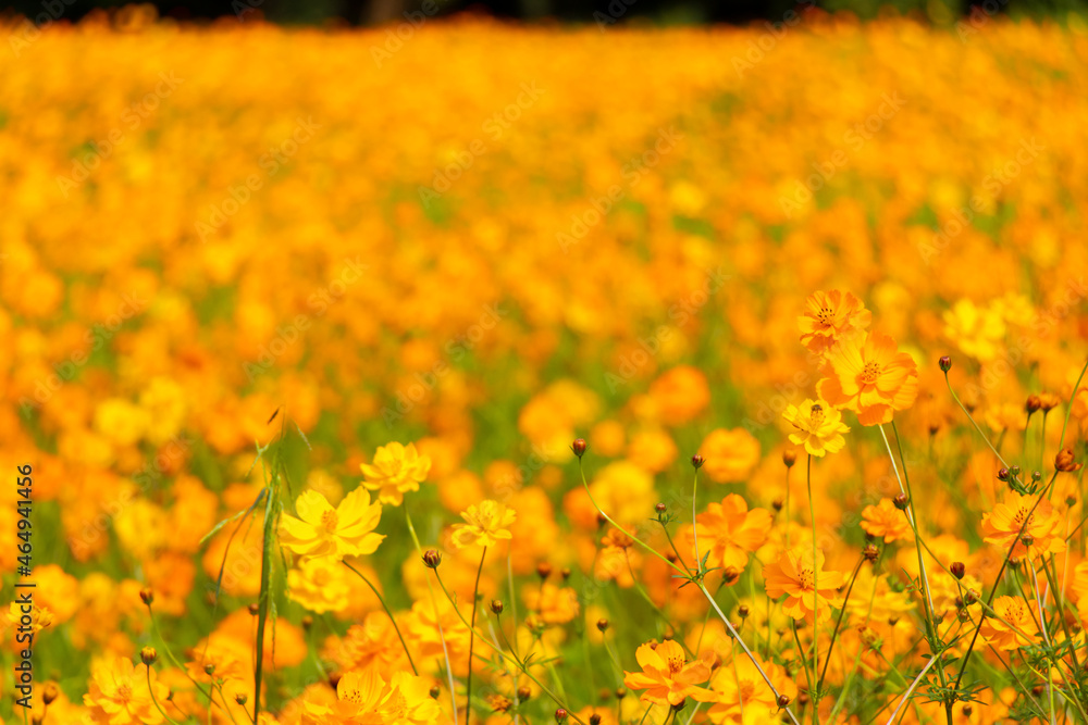 Beautiful yellow color cosmos (Cosmos sulphureus) flower field background Beautiful yellow color cosmos (Cosmos sulphureus) flower field background