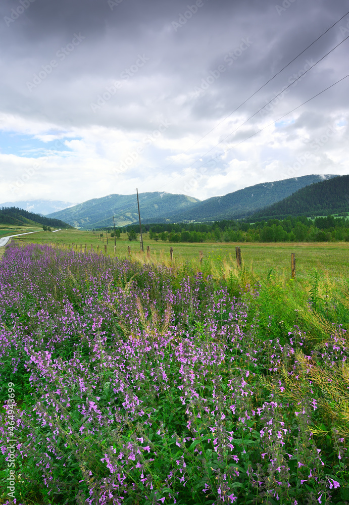 Flowers on the side of the road in the Altai mountains.