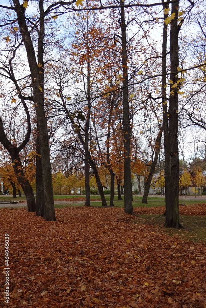 Autumn landscape in Kadriorg park. Golden brown dry leaves, foliage on the ground. Trees with almost no leaves. Tallinn, Estonia. October 2021