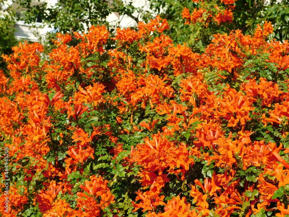 A cape honeysuckle, or Tecoma capensis hedge with orange red flowers in Glyfada, Attica, Greece