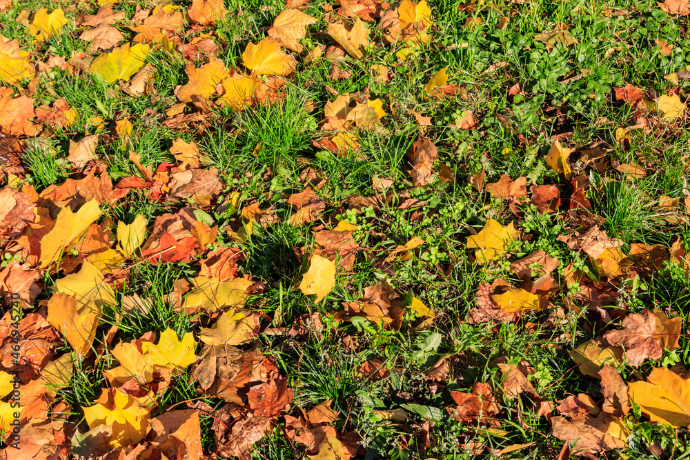 Background of the autumn maple leaves Background of the autumn maple leaves