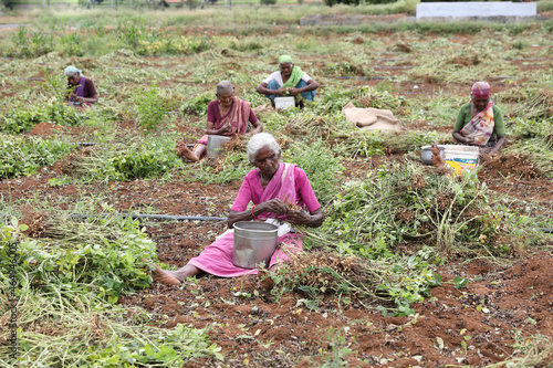Indian old female farmers harvest the peanuts