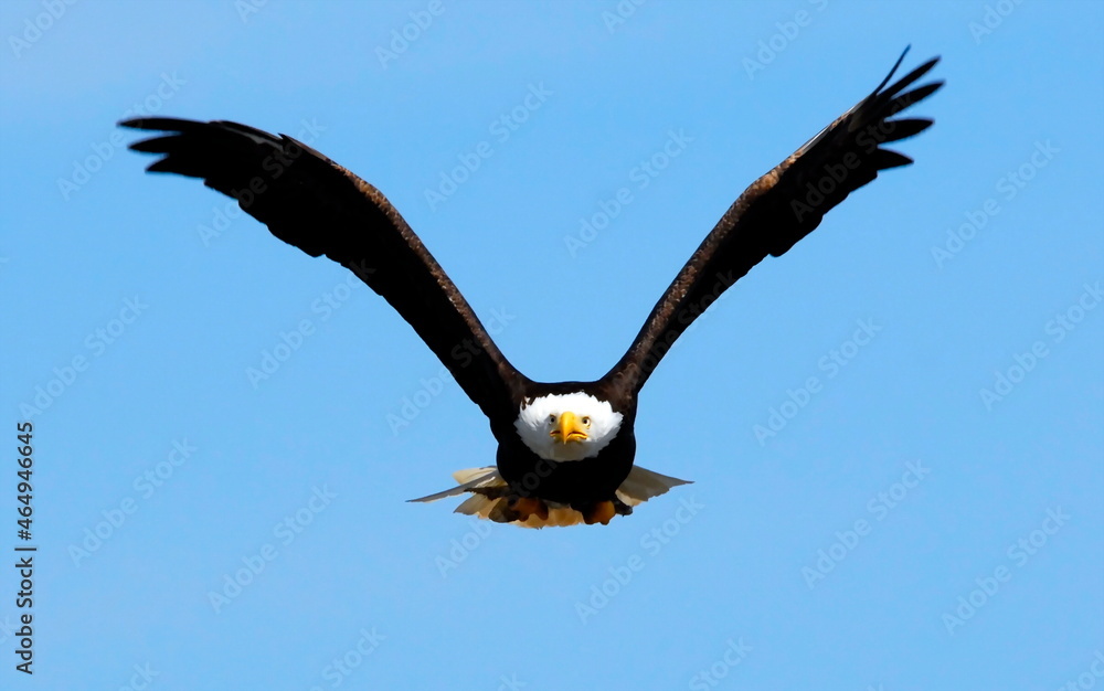 Obraz premium Bald Eagles in Flight