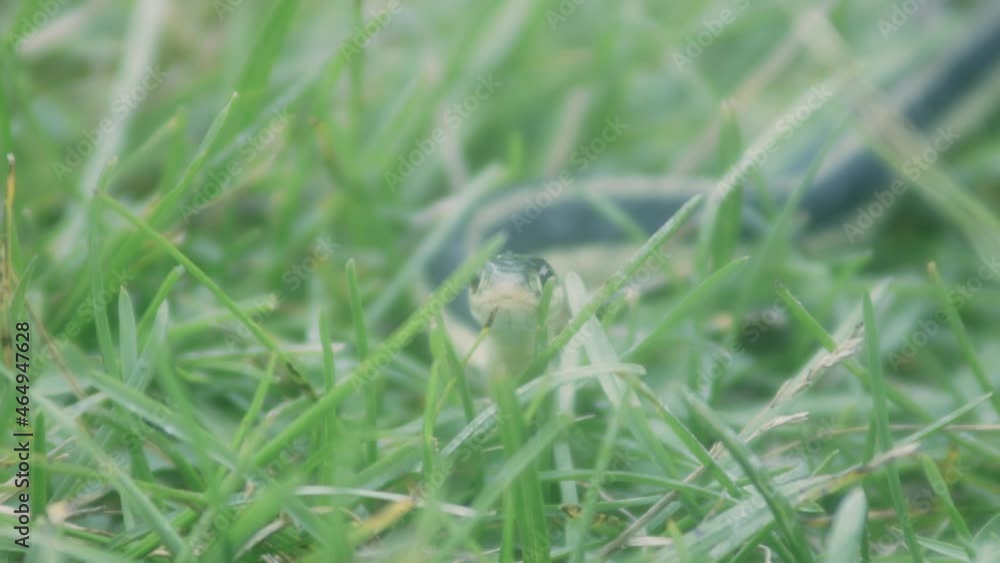 Grass Snake Slithering In Grass - close up shot Grass Snake Slithering In Grass - close up shot