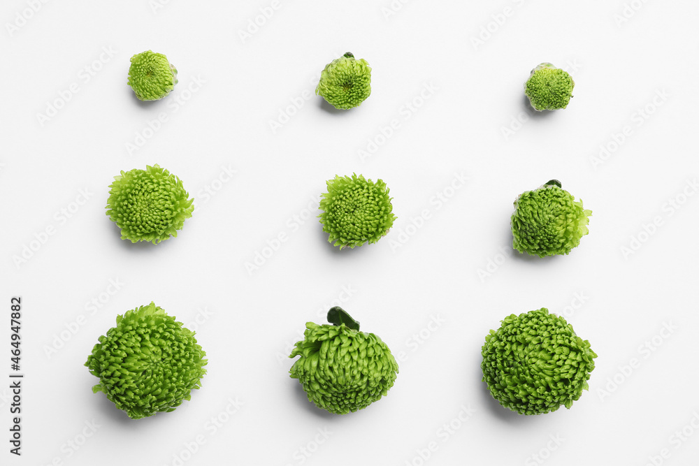 Beautiful green chrysanthemum flowers on white background Beautiful green chrysanthemum flowers on white background