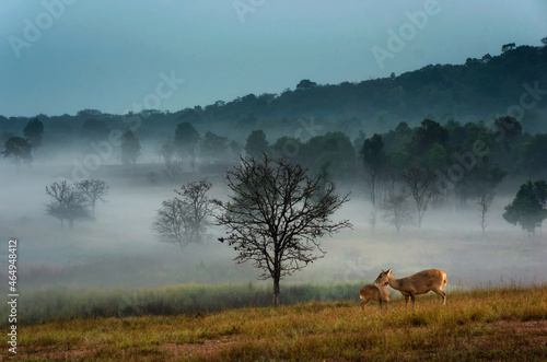 Canvas Print Mother deer and wild child deer feed in the morning Thung Kamang in the morning golden meadows and sea