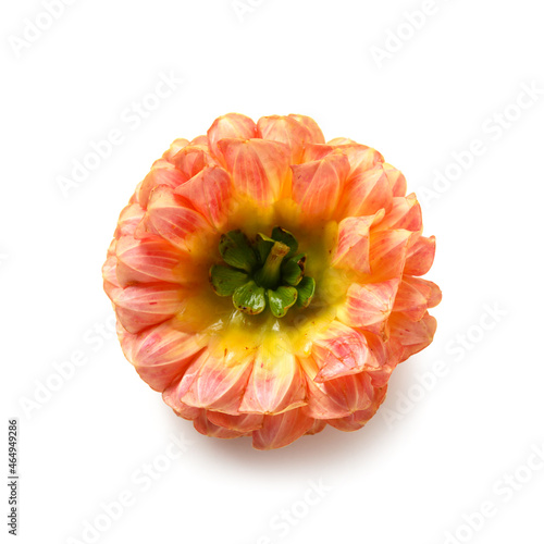 Dahlia flower isolated on white background