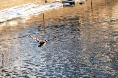 One duck flying over a river, with reflection on the water.