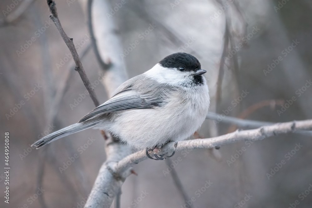 Cute bird the willow tit, song bird sitting on a branch without leaves in the winter. Cute bird the willow tit, song bird sitting on a branch without leaves in the winter.