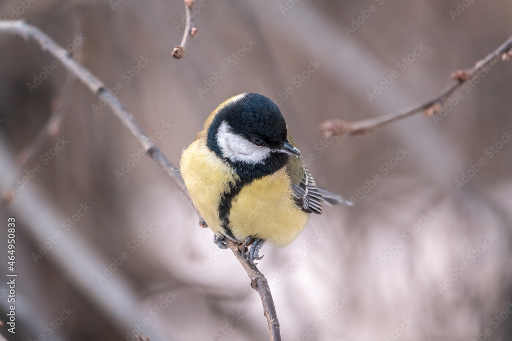 Cute bird Great tit, songbird sitting on a branch without leaves in the autumn or winter. Cute bird Great tit, songbird sitting on a branch without leaves in the autumn or winter.