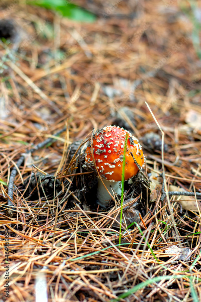 bright red poisonous mushroom fly agaric with specks on the cap growing in the forest close-up bright red poisonous mushroom fly agaric with specks on the cap growing in the forest close-up