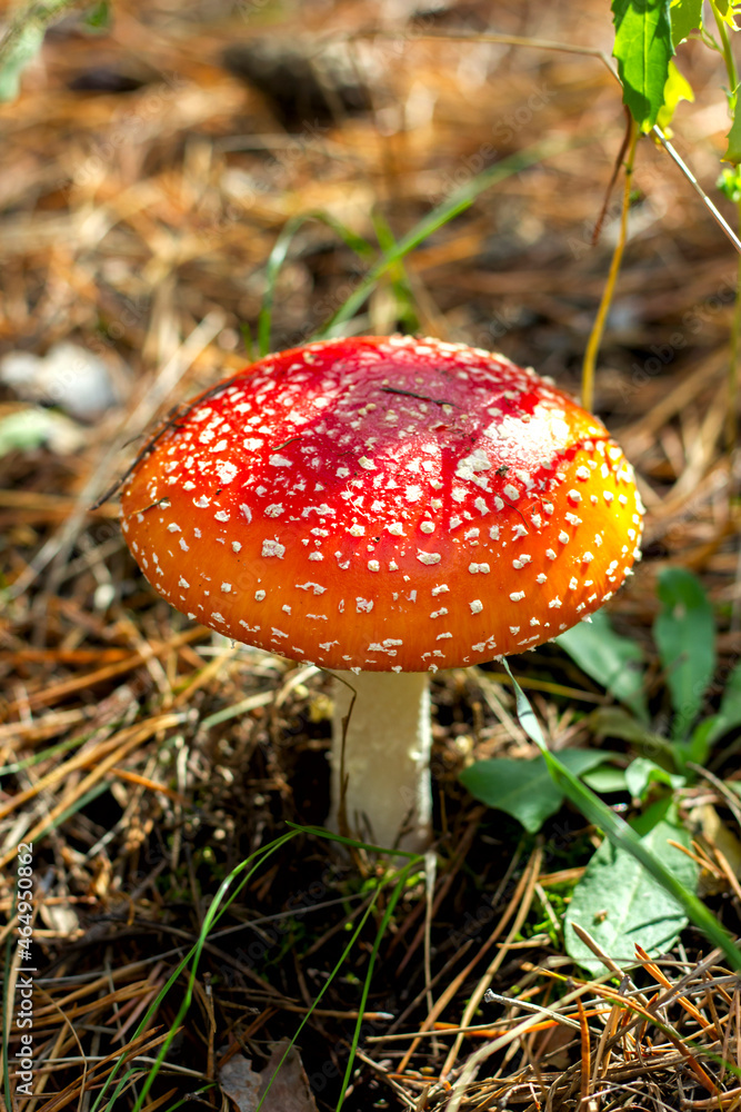 bright red poisonous mushroom fly agaric with specks on the cap growing in the forest close-up bright red poisonous mushroom fly agaric with specks on the cap growing in the forest close-up