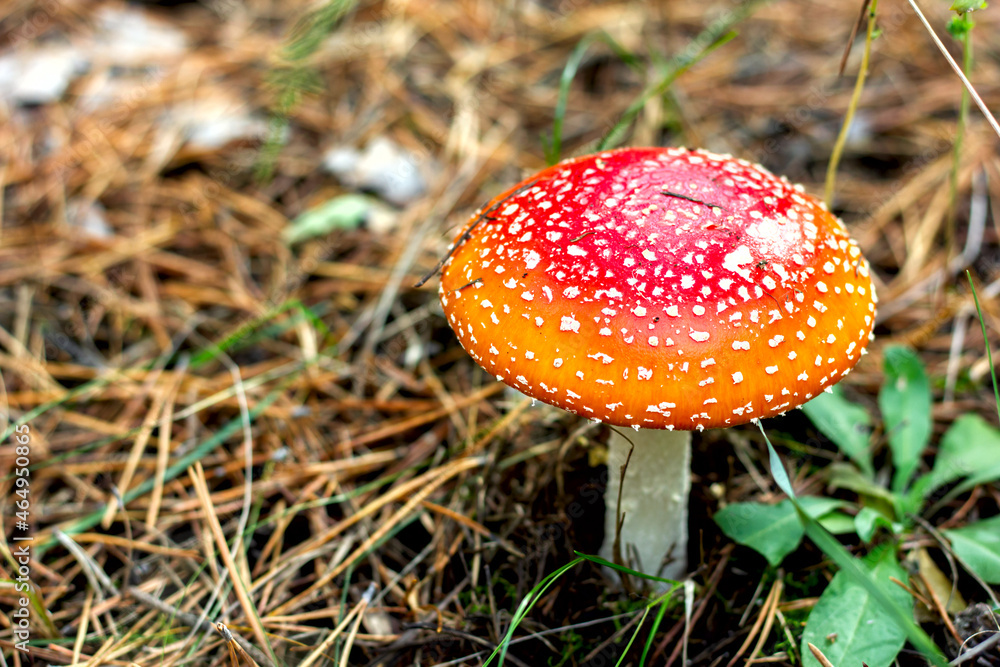 bright red poisonous mushroom fly agaric with specks on the cap growing in the forest close-up bright red poisonous mushroom fly agaric with specks on the cap growing in the forest close-up