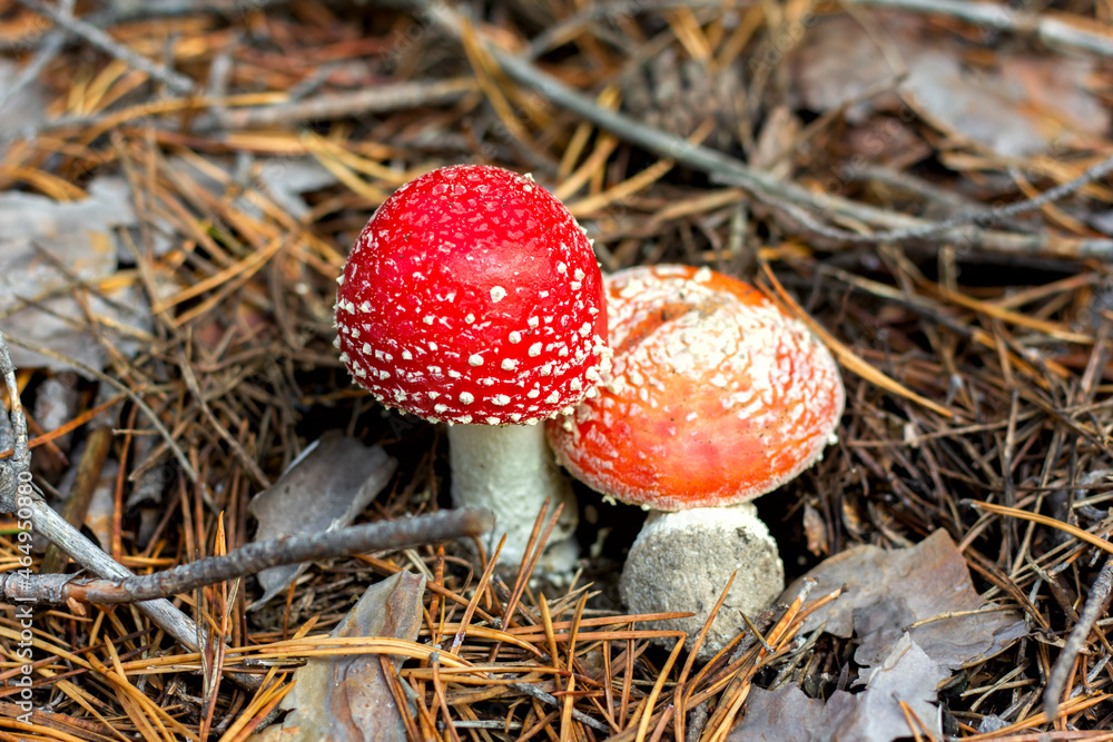 bright red poisonous mushroom fly agaric with specks on the cap growing in the forest close-up bright red poisonous mushroom fly agaric with specks on the cap growing in the forest close-up
