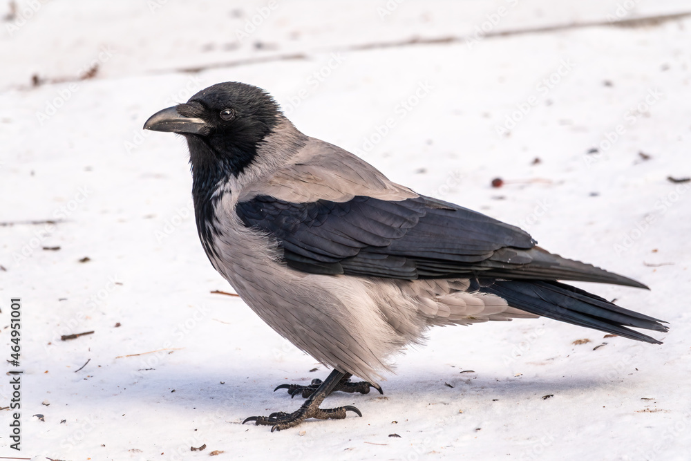 Crow in the snow on a winter day close-up Crow in the snow on a winter day close-up