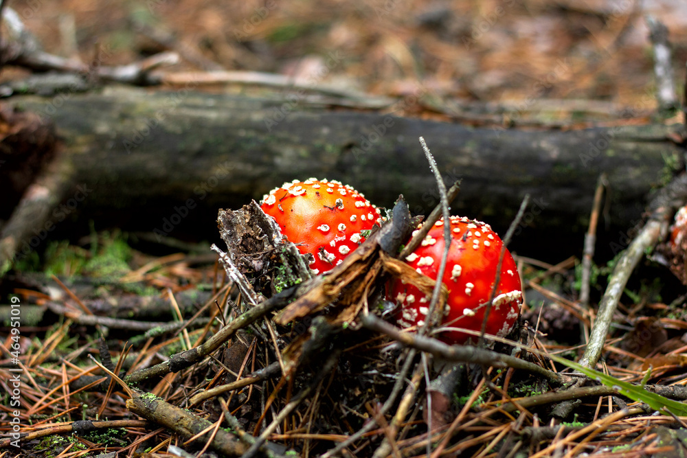 bright red poisonous mushroom fly agaric with specks on the cap growing in the forest close-up bright red poisonous mushroom fly agaric with specks on the cap growing in the forest close-up