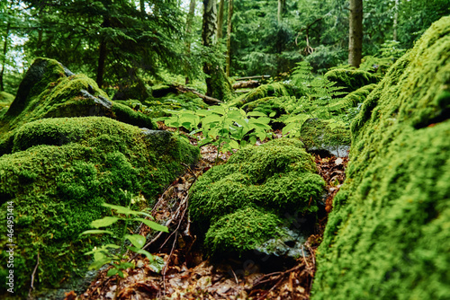 Forest landscape with stones covered green moss. Beautiful nature background. Moss detail close up, soft focus