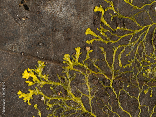 PA230007 yellow slime mould, Physarum polycephalum, growing across a dead leaf in search of food cECP 2021