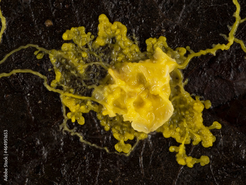 PA2300015 yellow slime mould, Physarum polycephalum,engulfing food on a dead leaf cECP 2021 photo