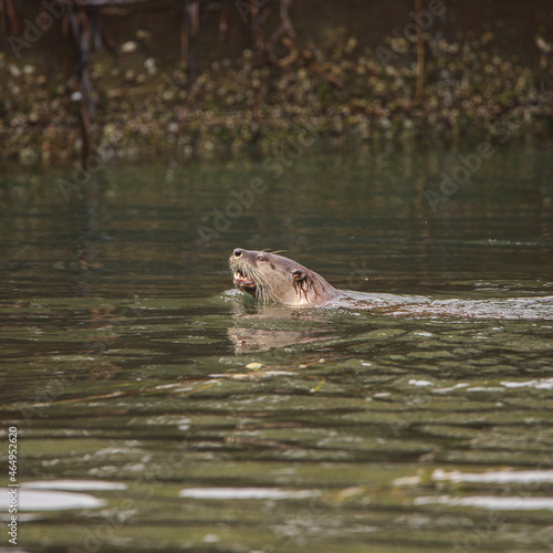 Curious Sea Otter