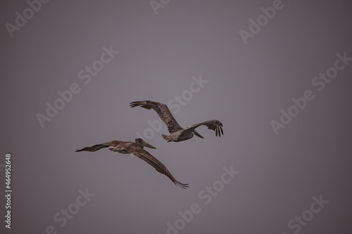 Pelicans in flight
