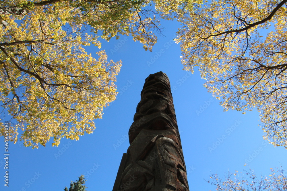 Fototapeta premium trees in the park