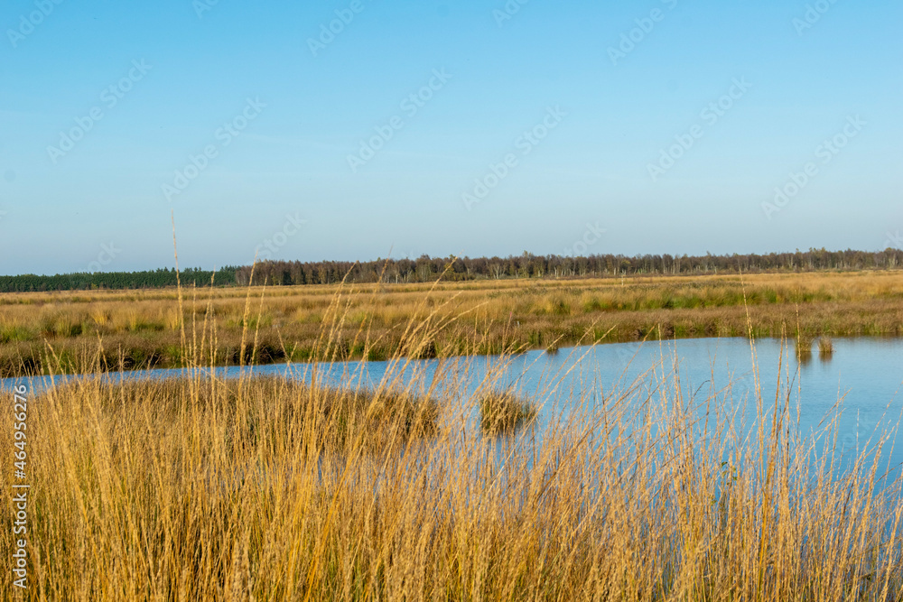reeds in the water reeds in the water