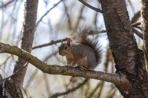 Eastern Gray Squirrel holding onto tree branch. Santa Clara County  California  USA.