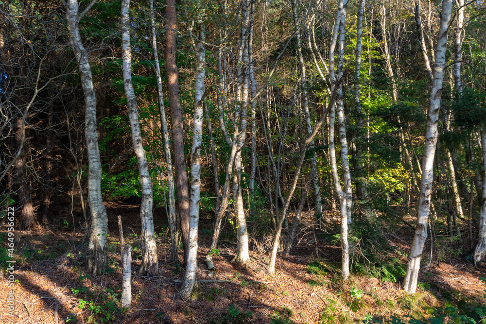 forest in autumn