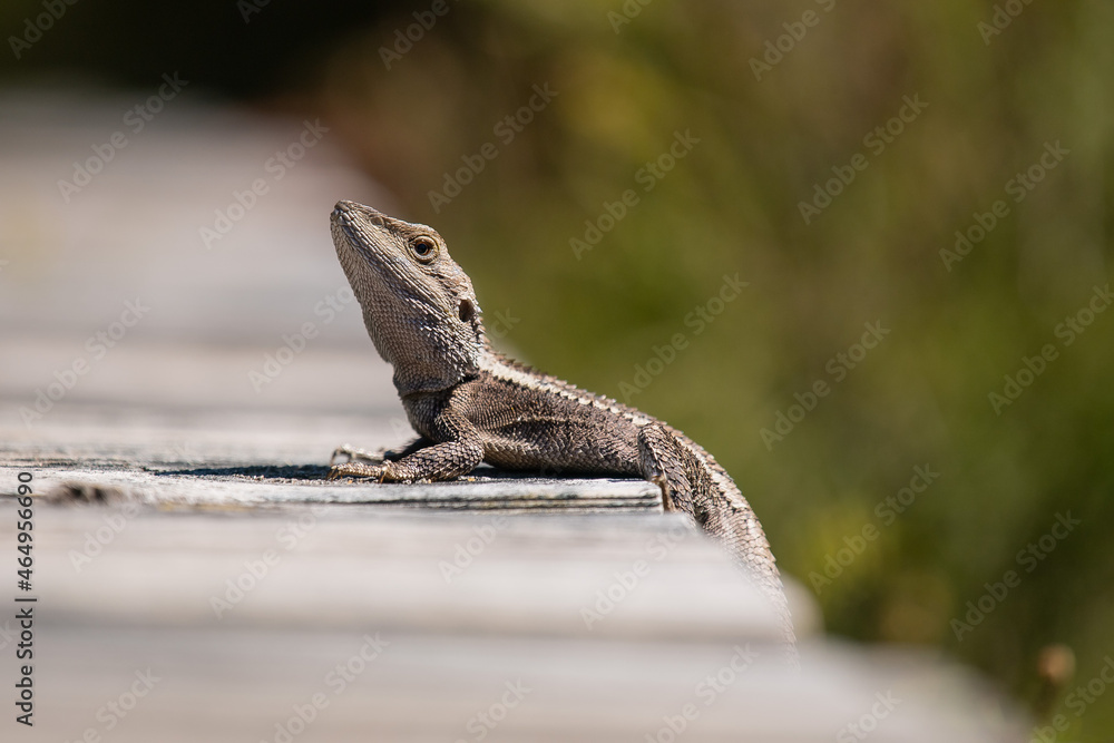 Eastern Water Dragon Eastern Water Dragon