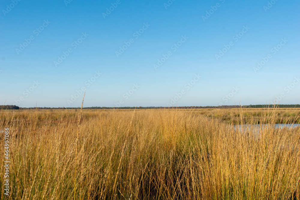 reed in the wind
