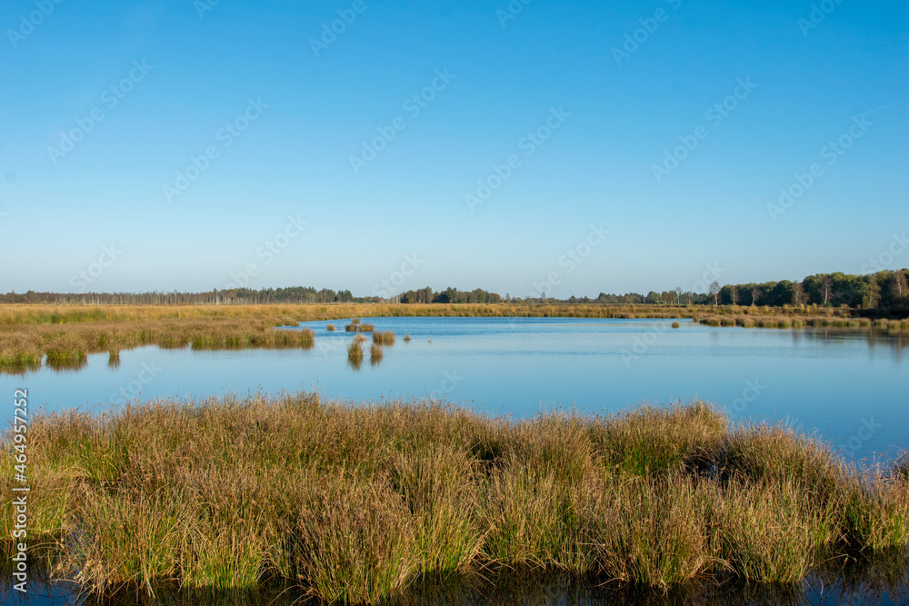 reeds in the water