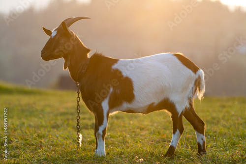 Goat on the meadow in the light of the setting sun