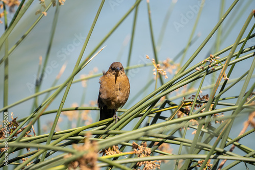 Female Brewer's Blackbird (Euphagus cyanocephalus) sits on a branch.
