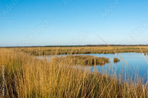 reeds in the water