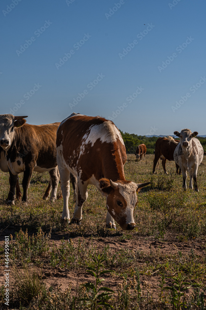 cows in the field cordoba argentina cows in the field cordoba argentina