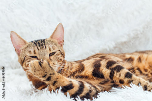 Bengal kitty cat laying on the white fury blanket indoors © Smile