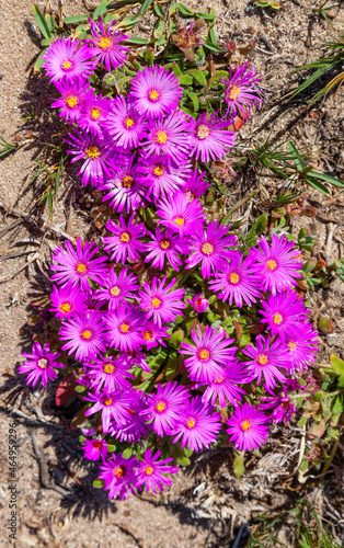 Purple Vygies (Mesembryanthemums) in Table Mountain National Park. photo