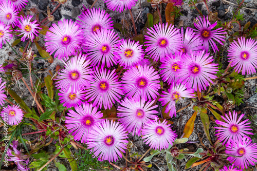 Purple Vygies (Mesembryanthemums) in Table Mountain National Park. photo