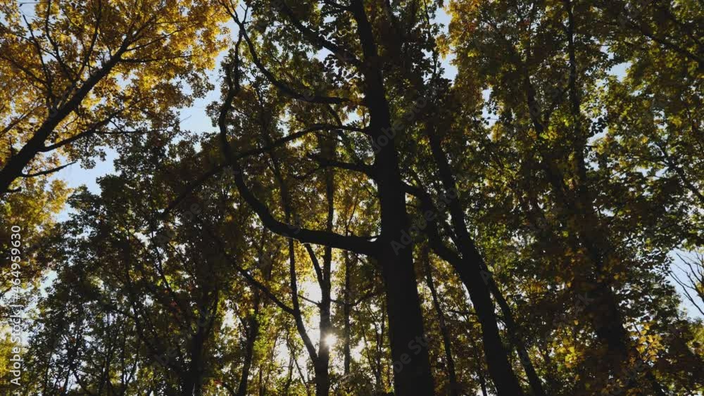 Autumn Forest. The camera slowly circles among the trees. A beautiful glimpse of the sun. Early autumn Autumn Forest. The camera slowly circles among the trees. A beautiful glimpse of the sun. Early autumn