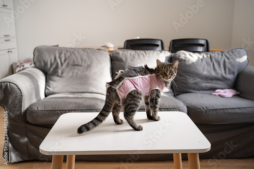 Valokuvatapetti Cat with bandage after sterilisation
