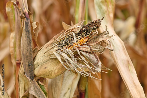 Foto Sick rotten corncob with black maize kernel in agricultural field