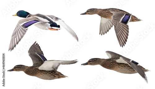 isolated mallard duck drake and thre female ducks in flight