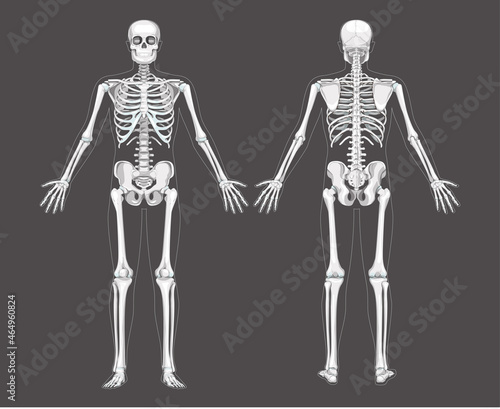 Set of Skeleton system Humans realistic diagram front back anterior posterior view. Flat grey scale colour Vector illustration of anatomy isolated on dark background concept medical infographic banner photo