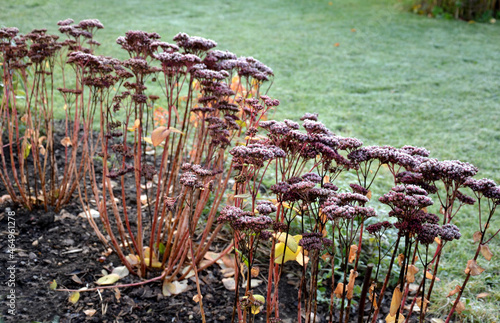 perennial flower beds still flowering in early october. sedum plant still blooming purple in the background, dry perennial flower stalks. stone gray cement wall photo