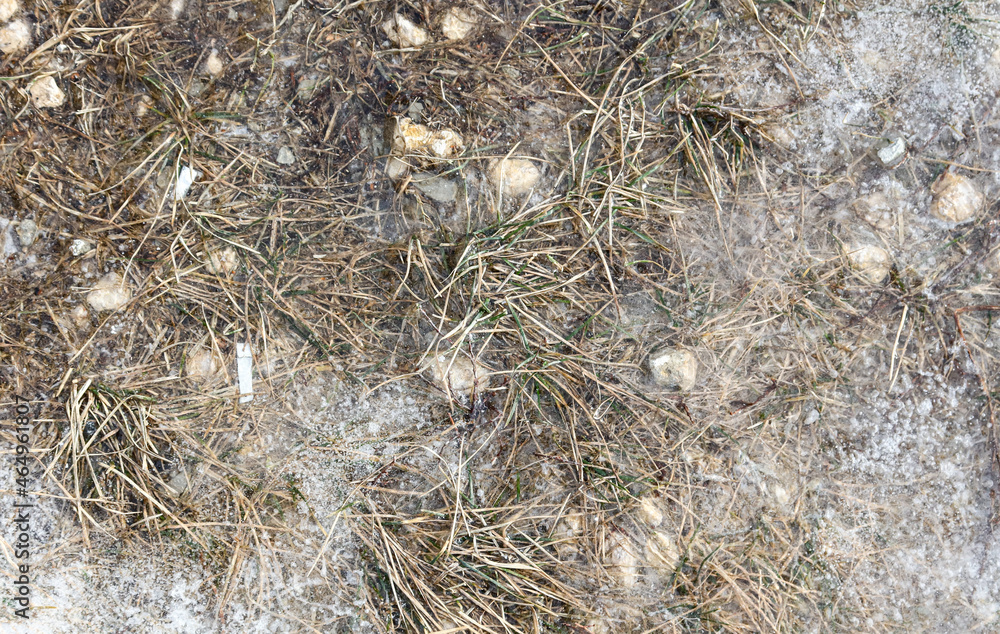 Grass on the ground in ice Grass on the ground in ice